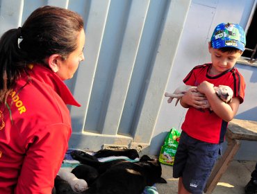 Emocionante rescate a nueve cachorritos tras incendio de Valparaíso