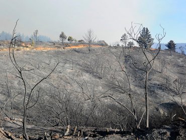 Intendencia de Valparaíso: “El incendio fue intencional”