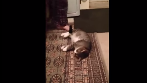 Video: Gato actor se hace el muerto para no ir a pasear