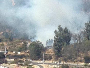 Incendio forestal afectó al Jardín Botánico de Viña del Mar