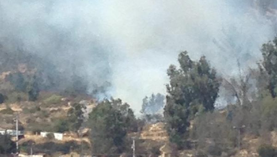 Incendio forestal afectó al Jardín Botánico de Viña del Mar