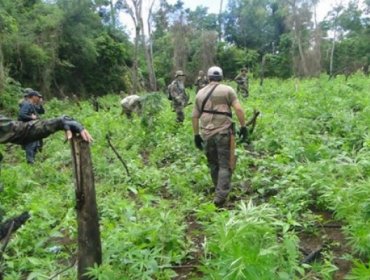 Paraguay estrena dron para detectar cultivos de marihuana