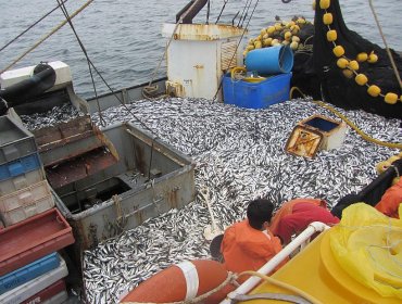 Decomisan dos toneladas de sardina austral en caleta de Calbuco