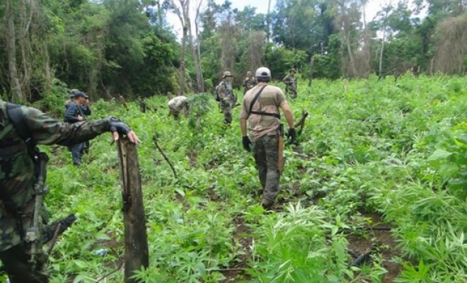 Paraguay estrena dron para detectar cultivos de marihuana