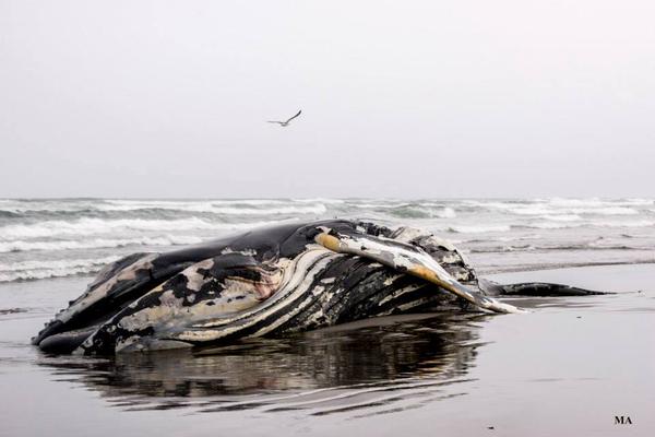 Restos de ballena encontrada en Chiloé serán enviados a Puerto Montt para análisis