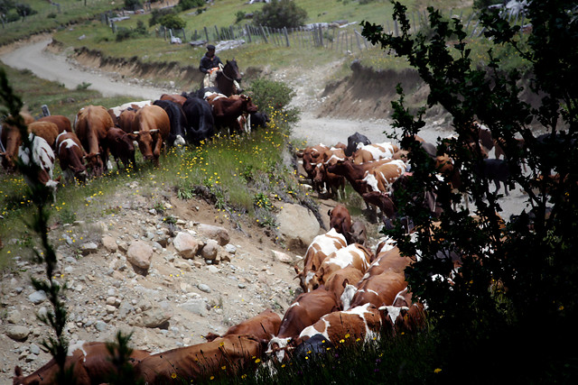 Arauco: Un hombre fue sentenciado a pasar tres años de cárcel por robo de animales