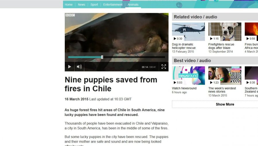 Perrita que rescató a sus cachorros en incendio de Valparaíso da la vuelta al mundo