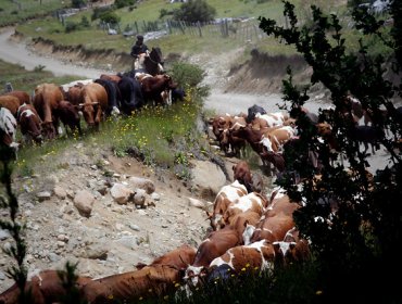 Arauco: Un hombre fue sentenciado a pasar tres años de cárcel por robo de animales