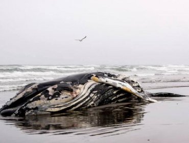 Restos de ballena encontrada en Chiloé serán enviados a Puerto Montt para análisis