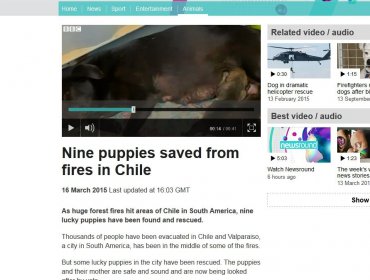 Perrita que rescató a sus cachorros en incendio de Valparaíso da la vuelta al mundo