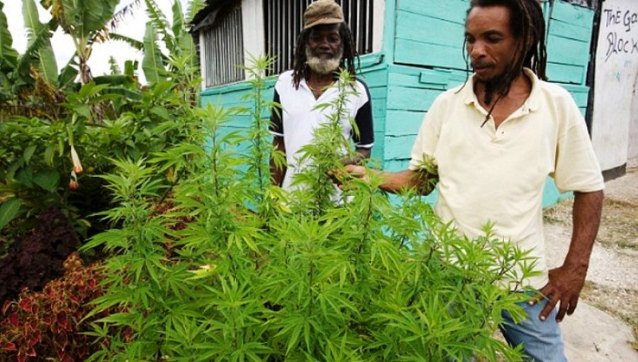 Jamaica busca liderar debate internacional sobre despenalización de marihuana