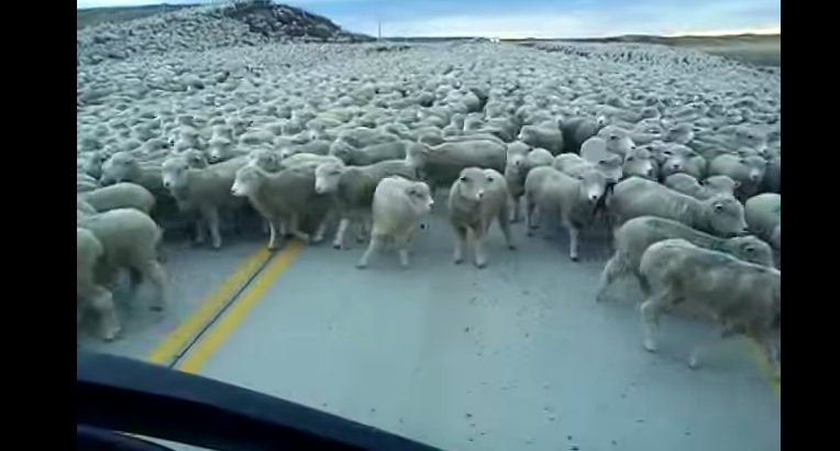 Increíble arreo de ovejas en Punta Arenas