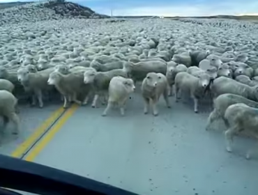 Increíble arreo de ovejas en Punta Arenas