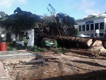 Árbol de 15 metros cae sobre patrulla de Carabineros en Puerto Montt