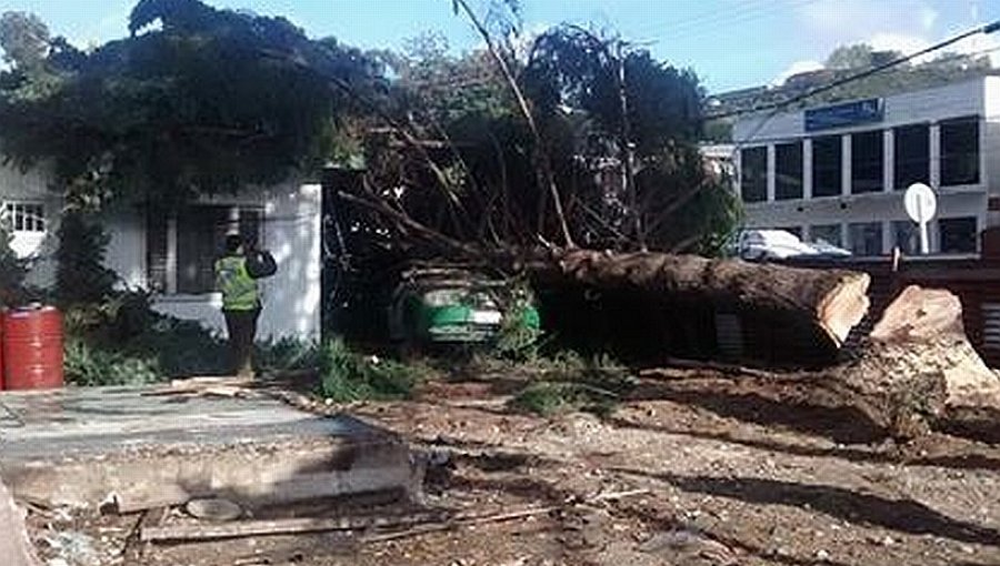 Árbol de 15 metros cae sobre patrulla de Carabineros en Puerto Montt