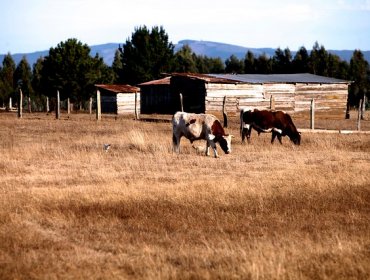 Gobierno declara Emergencia Agrícola en 70 comunas de las regiones Metropolitana, Biobío y Los Lagos