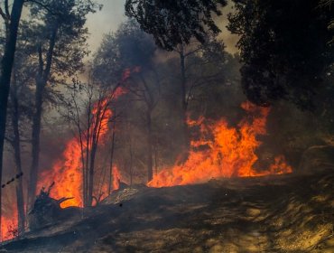 Brigadistas logran detener el avance de las llamas al Parque Conguillío