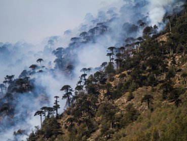 ONEMI y CONAF entregan balance de incendios forestales que afectal al sur del país