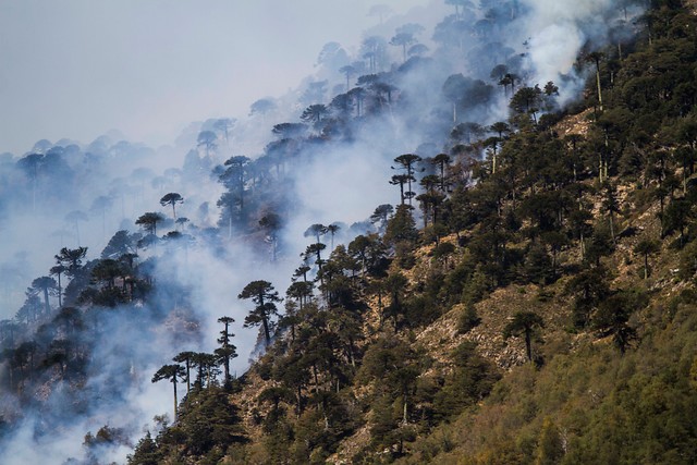 Conaf logró contener el incendio forestal en el Parque Nacional Conguillío
