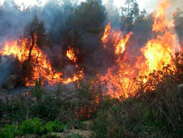 Conaf logró contener el incendio forestal en el Parque Nacional Conguillío