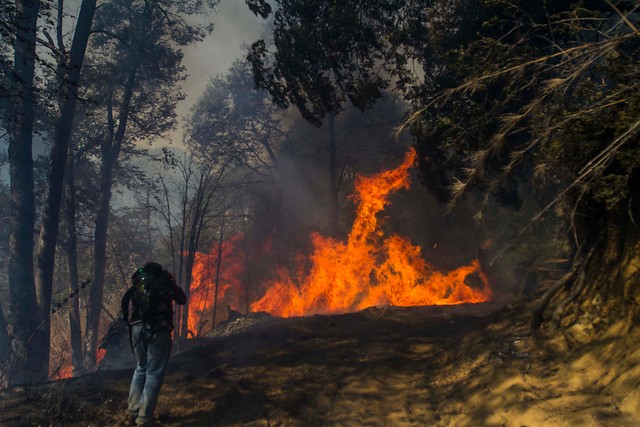 Onemi declara alerta roja en La Araucanía por incendios en reservas nacionales