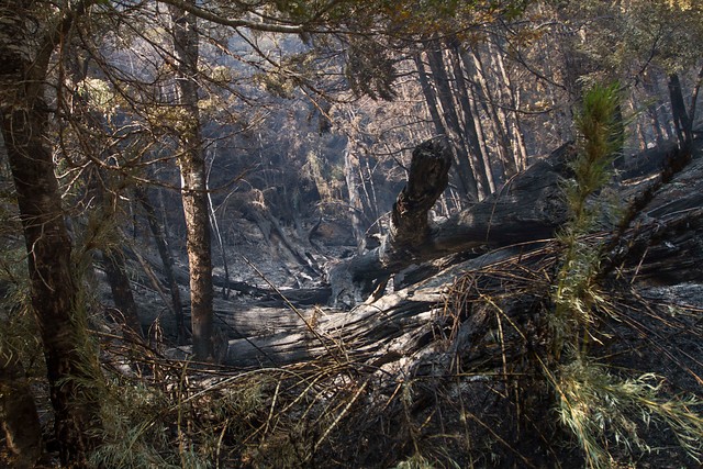 Incendio en La Araucanía estaría avanzando hacia las comunidades pehuenche