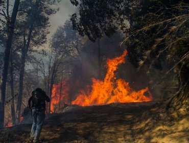 Onemi declara alerta roja en La Araucanía por incendios en reservas nacionales