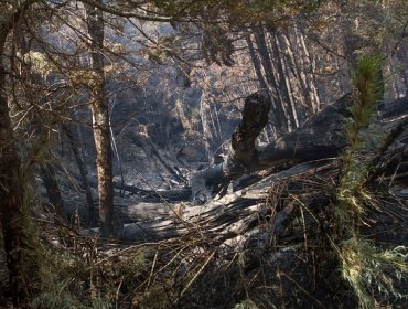 Incendio en La Araucanía estaría avanzando hacia las comunidades pehuenche