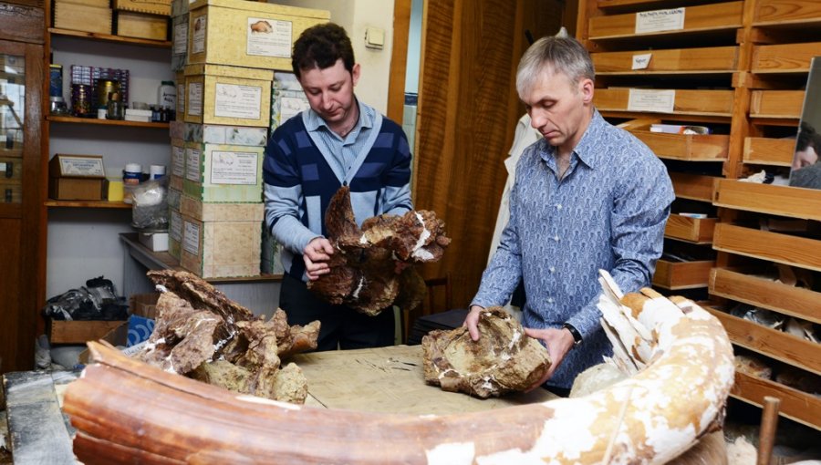 Científicos rusos reconstruyen dinosaurio que vivió hace cien millones años