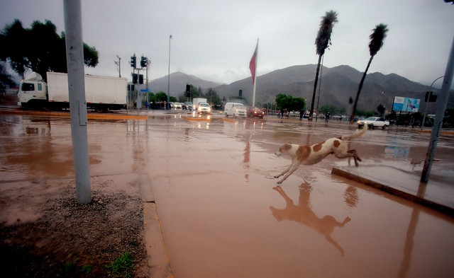 Galería: Estas fueron las impactantes consecuencias del desborde del Río Copiapó