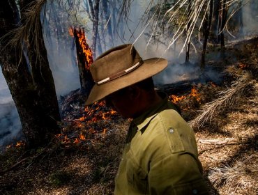 Nombran fiscal especializado para que investigue el incendio forestal en la reserva China Muerta