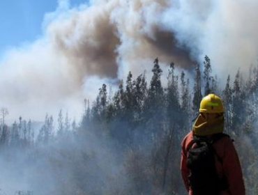 Los Ríos: declaran Alerta Roja por incendio forestal en Panguipulli