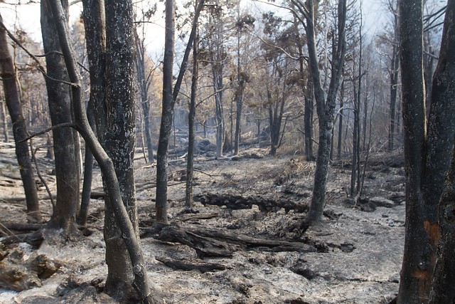 Onemi reporta un total de 47 incendios forestales en las regiones del Biobío, La Araucanía, Los Ríos y Los Lagos