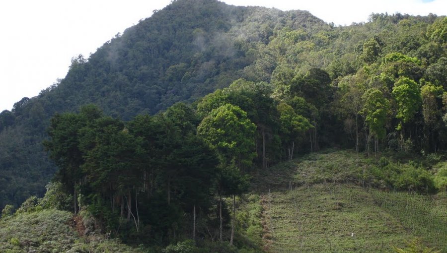 Estudian uso de planta nativa de Colombia en tratamiento contra hipertensión