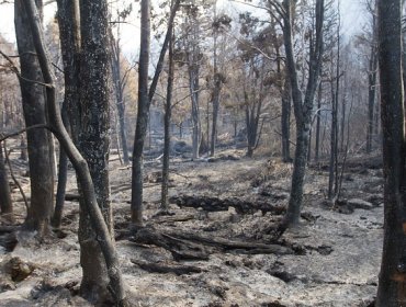 Onemi reporta un total de 47 incendios forestales en las regiones del Biobío, La Araucanía, Los Ríos y Los Lagos