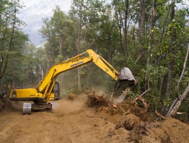 Más de seis mil hectáreas de bosque nativo se han visto afectadas en La Araucanía por incendios