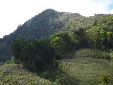 Estudian uso de planta nativa de Colombia en tratamiento contra hipertensión