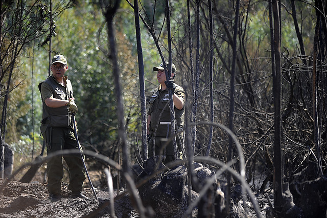 Autoridades decretan alerta roja en Puerto Varas por incendio forestal