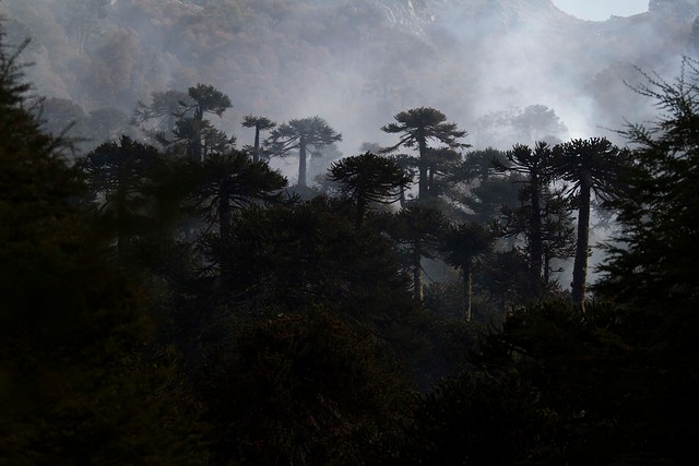 Fuego ha consumido más de 10 hectáreas de bosque nativo en la región de La Araucanía