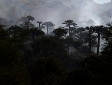 Fuego ha consumido más de 10 hectáreas de bosque nativo en la región de La Araucanía