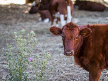 Gobierno aprobó 7.000 millones de apoyo para agricultores de La Araucanía