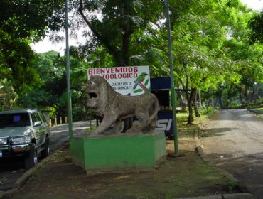 Nicaragua: chimpancé que "reinó" en zoológico sufre enfermedad mental