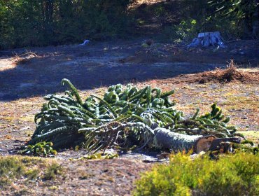 Incendios en La Araucanía siguen afectando a bosques nativos