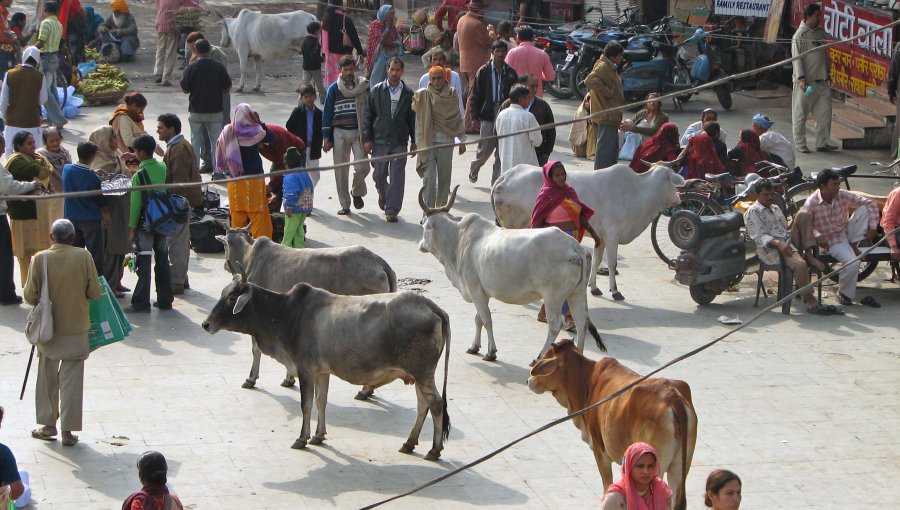 India: Vacas serán censadas con fotos por prohibición de venta de carne bovina