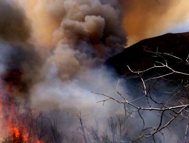 Declaran alerta amarilla en Litueche por incendio forestal