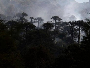 Conaf presentará querella contra responsables de incendio forestal en Malleco