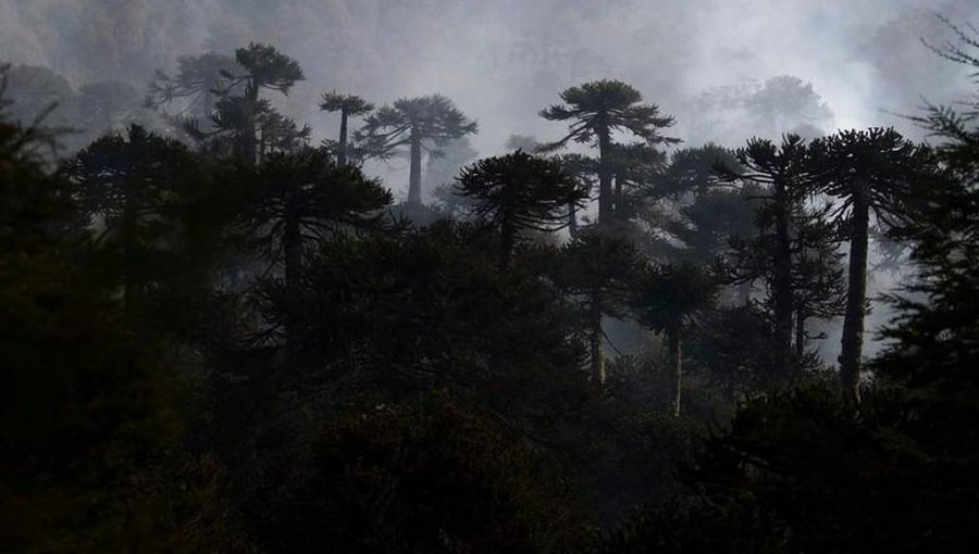 Conaf presentará querella contra responsables de incendio forestal en Malleco