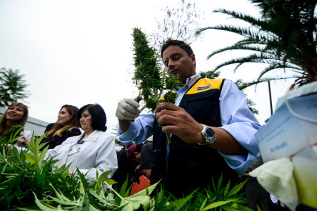 Así se vivió la primera cosecha legal de marihuana en La Florida