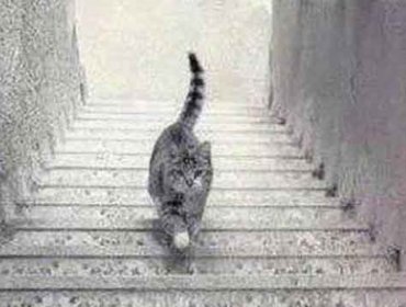 Nuevo debate en internet: ¿El gato va hacia arriba o hacia abajo en la escalera?