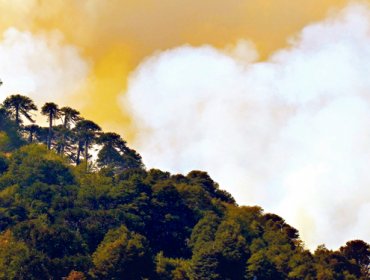 Bajan de Roja a Amarilla alertas por incendios forestales en La Araucanía